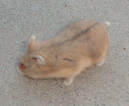 Argente Campbells Dwarf