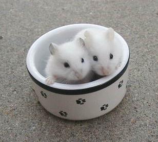 Dilute Plat (BEW) Dwarf Babies