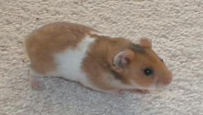 SH Banded Golden Syrian