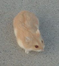 Beige Campbells Dwarf