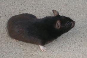 SH Black Syrian Female