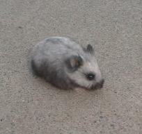 Heavily Silvered Black Dwarf