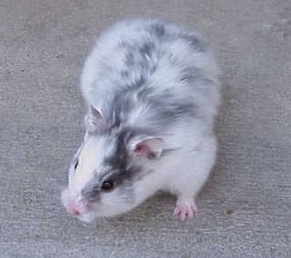 LH Black Dominant Spot Female Syrian