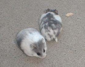 Blue Campbells Dwarf