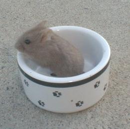 Campbells Chocolate Dwarves