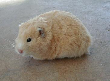 Long Haired Cream Female