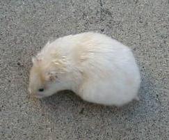 LH Cream Roan Female