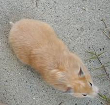 LH Cream Satin Syrian