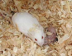 Dilute Blue Fawn Mother With Litter