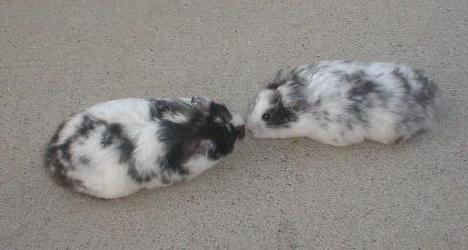 Two Dominant Spot Sisters