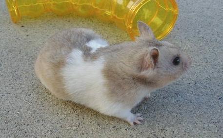 SH Light Gray Banded Female