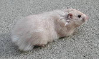 Light Gray Pearl Female