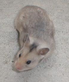 SH Light Gray Satin Syrian Male