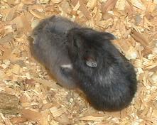 Black Male and Blue Female