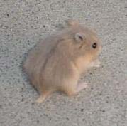 Moscow and Opal Combined Color