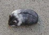 Black Plat Campbells