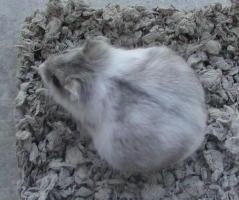 Pregnant Campbells Normal Mottled