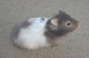 Long Haired Sable Banded Youngster