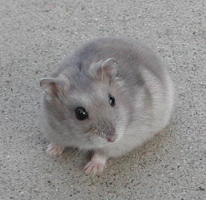 Sapphire Winter White