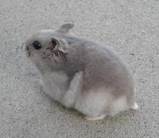 Sapphire Winter White