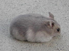 Sapphire Winter White