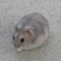 Sapphire Winter White