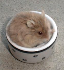 Blue Fawn Satin Campbells