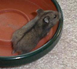 Dilute Black Campbells