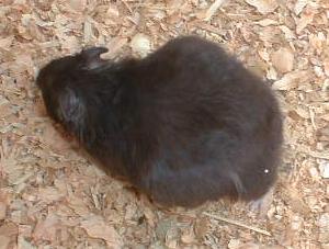 Pregnant Black Syrian