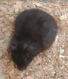 Pregnant LH Black Syrian