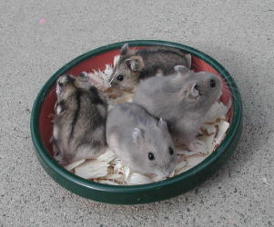 Normal and Sapphire WW Pups