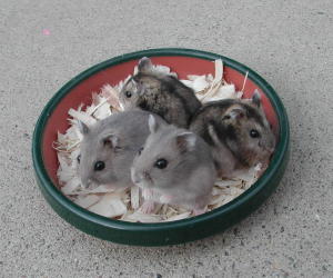 Normal and Sapphire Winter White pups