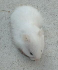 White Syrian Youngster